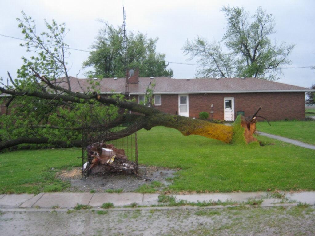 Trees Down