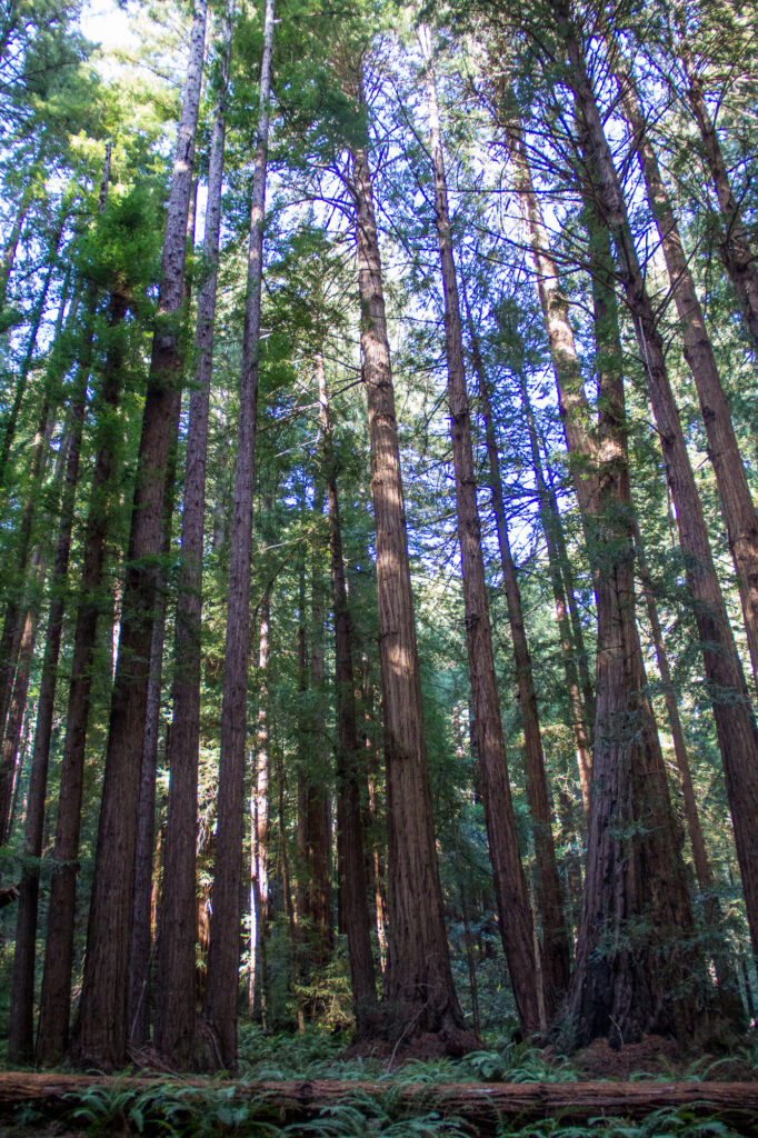 Muir Woods