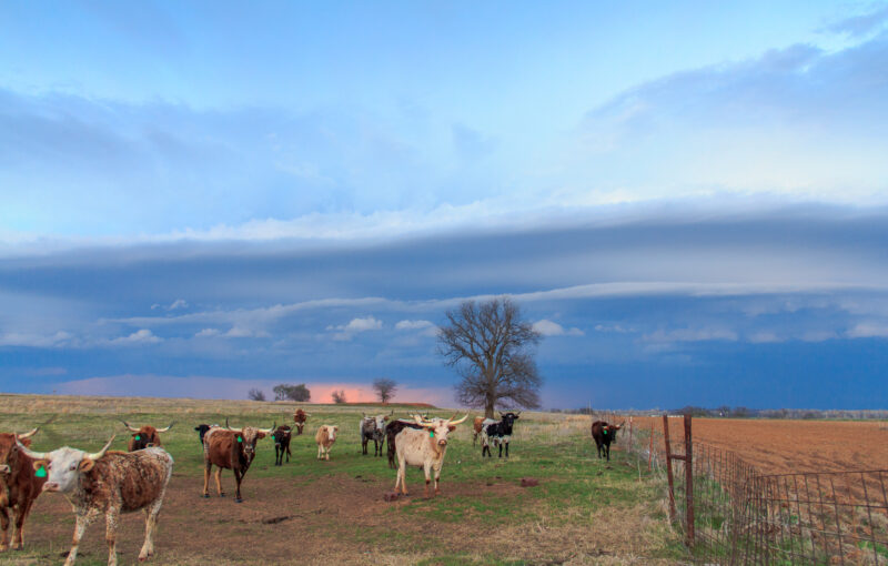 Cows and Shelf Cloud in Oklahoma