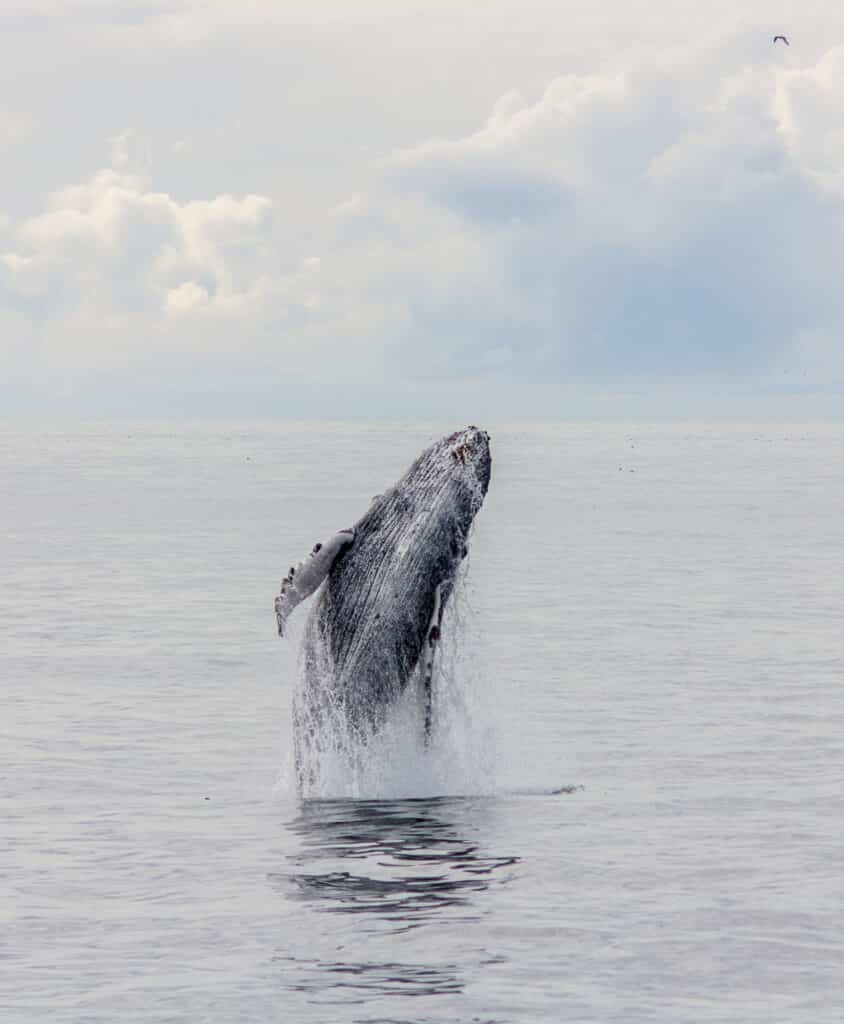 A whale jumping off the coast of Alaska in the Kenai Fjords National Park