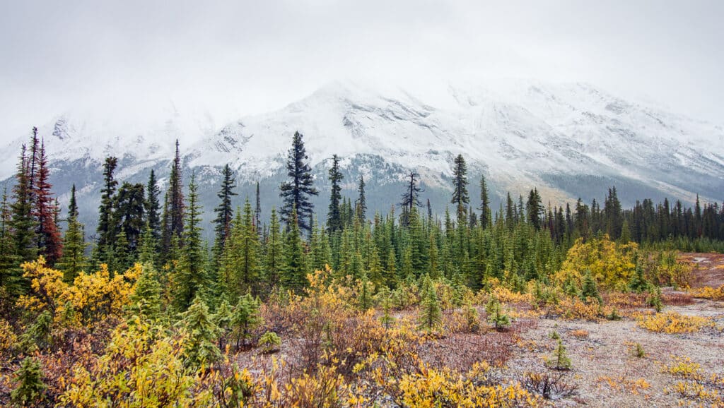 Icefields Parkway in Jasper National Park