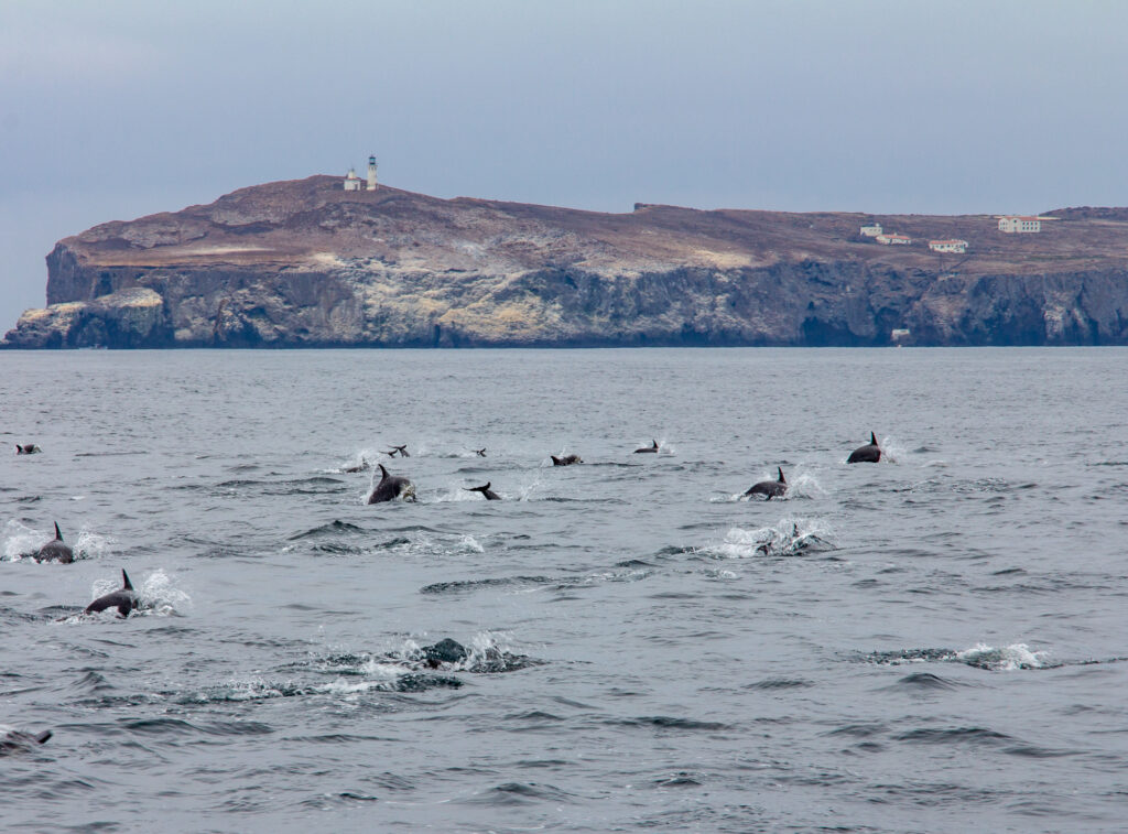 Dolphins jump in front of Anacapa Island in the Channel Islands National Park in California