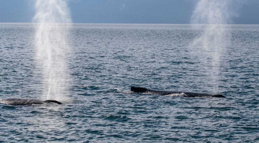 Two humpback whales were swimming side by side