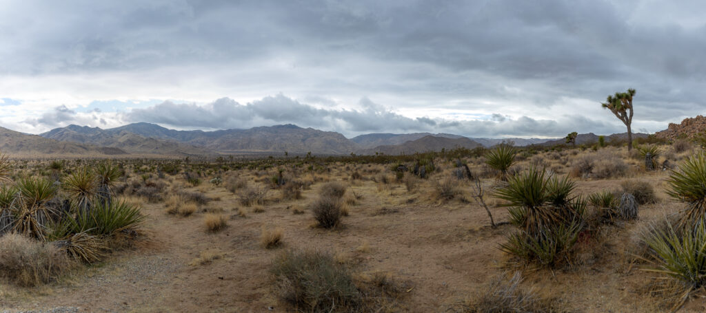 Gloomy Day in Joshua Tree