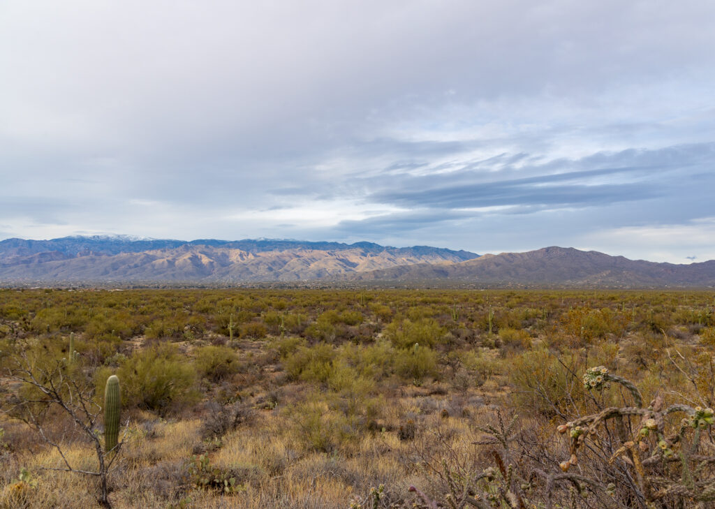 Saguaro Cacti