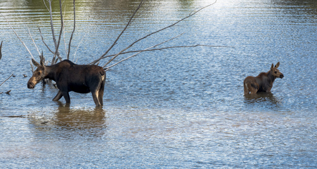 Moose Cow and Calf