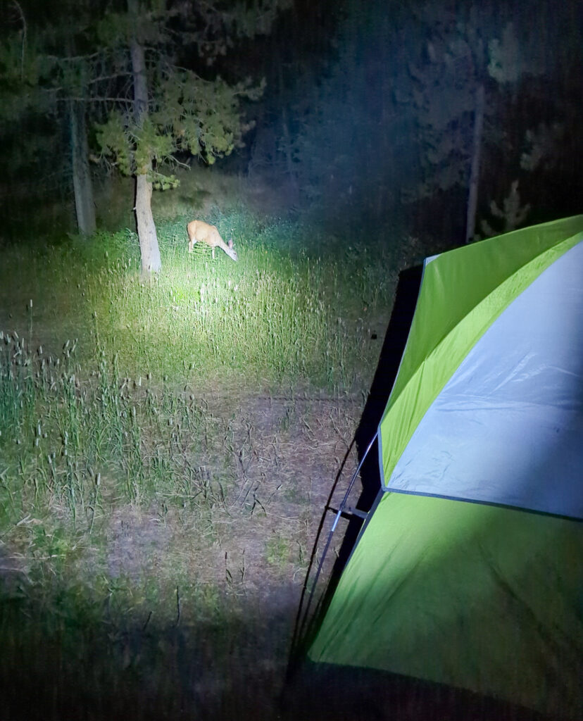 A mule deer visits camp after midnight in Colton Bay Campground