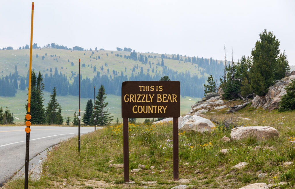 This is grizzly bear country